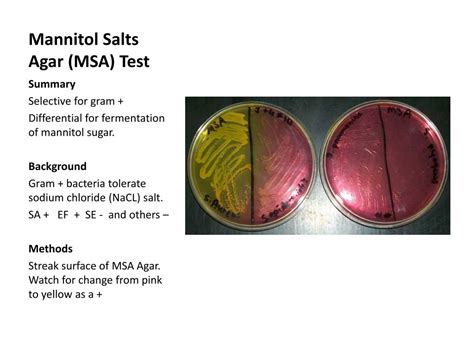 mannitol test microbiology|acid from mannitol test.
